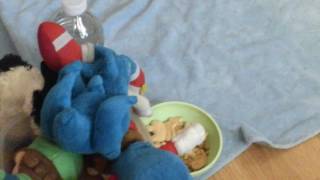 Sonic, s Picnic
