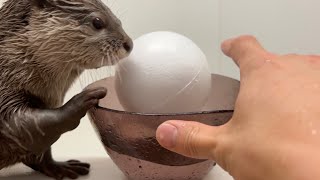 キャッチボールが天才的にうますぎるカワウソotter that is too good at catch-ball for its genius