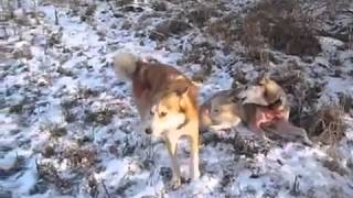 Охота на кабана с собаками раненный кабан YouTube