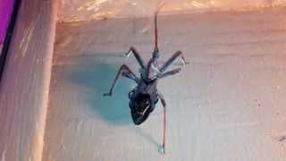 Assassin Bug or Wheel Bug (udult) - Хищнец / Ассасин (Жук Убийца) [Reduviidae] |NC|
