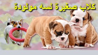 كلاب منزلية اليفة، كلاب جولدن ريتريفر وأولادها الصغار، فيديو