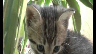 Egyptian mau's kittens / египетская мау с котятами