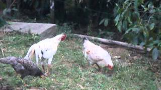 Galo e galinhas soltos no quintal.