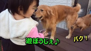 赤ちゃんと一緒に遊びたいゴールデンレトリバー