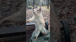 Орешек для белки / Nut for a squirrel