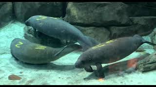 New Manatees Arrive 2023 - Cincinnati Zoo