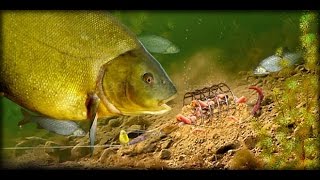 Супер уловистое картофельное тесто для карася, леща, карпа.