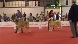 World Dog Show 2015 in Milano - Mastín Español, 12.6.2015