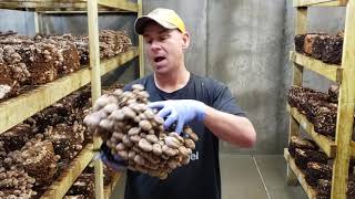 Fundamentals of Mushroom Cultivation- Harvesting Shiitakes