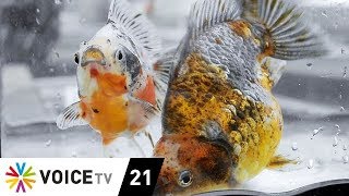 MY SME | ธุรกิจฟาร์มปลาทอง
