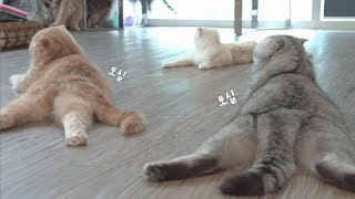 [ENG SUB]니 앞에 서면 비욘세 엉덩이도 납작해(숨막히는 고양이의 뒷태)