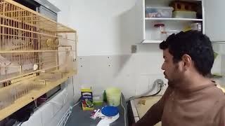 Agradecendo pela nova ração "alcon clube" ração muito boa indico para todos