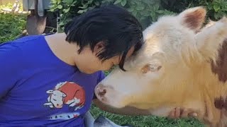 No one liked this cow. So he went interspecies.