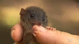 Qld: The suicidal mating routine of the male marsuipial antechinus