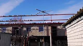 23 июля 2019 г.николаевские голуби Крым