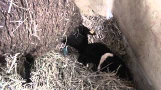 Two big zwartbles lamb are born