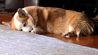 This disabled dog did something amazing for best friend's big day