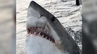 Fisherman hooks 3,000-pound shark off South Carolina; Sea lion jumps on fishing boat - Compilation