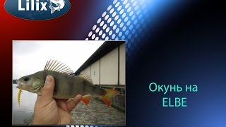 Окунь на ELBE
