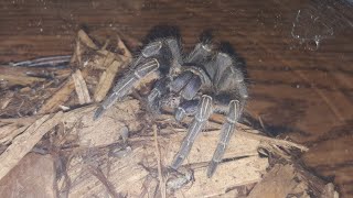 Pet Store Rescue. Aphonopelma seemanni