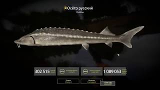 Russian Fishing 4--ПЕРЕБИЛ ЛИЧНЫЙ РЕКОРД) ОСЕТР РУССКИЙ 75.629 кг. (ВнезапнО)