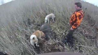 Охота на кабана в камыше с лайками 2015.