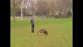 Dog Training search for articles
