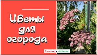 Зачем нужны цветы в огороде? Как они помогают овощам дать хороший урожай