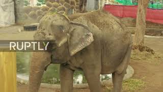 Philippines: Minors and seniors receive vaccine boosters at Manila Zoo, along with free admission