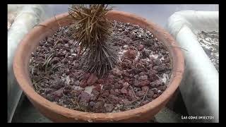 #76 Perdidas - plantas carnívoras
