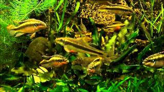 Aquarium, pelvicachromis pulcher, apistogramma perroquet , girino, caridina ... ( repro)