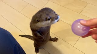 カワウソは二足歩行でどこまで歩けるのか？？ How far can an otter walk on two legs?