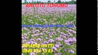 arı otu tohum fiyatı,arı otu yetiştiriciliği,arı otu nasıl ekilir,arı otu fiyatı,arı otu fiyatları,a