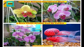 CAT FIGHT BETWEEN TWO FLOWER HORN FISH | A BRIEF ABOUT PITCHER PLANTS AND ORCHIDS PLANTS | NEW VLOG