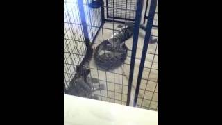 Playing clouded leopards