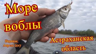 Астраханская область, Икряное, Апрель 2017 Вобла