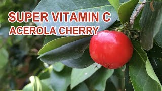 Acerola AKA Barbados Cherry! Turn CC ON for SUBTITLES