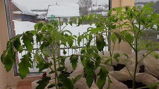 Обзор рассады томатов 1 марта. С подробными объяснениями. 