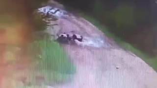 +18 СОБАКИ СЪЕЛИ ЧЕЛоВЕКа!!!!!СТАЯ СОБАК!!! УЖАС