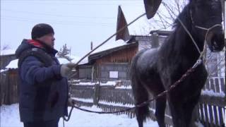 Обучение лошади Первое занятие. Метод Natural Horsemanship
