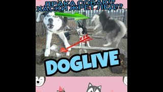 DOGLIVE: ДРАКА СОБАК, ХАСКИ ПРОХОДИТ ПОЛОСУ ПРЕПЯТСТВИЙ, ХАСКИ ЖРЕТ ЛЕД, ХАСКИ ИГРАЕТ С НЕДОЛАЙКОЙ