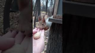 Очень ловкая белка / A very agile squirrel
