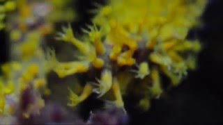 Menella sp., Indo-Pacific Octocoral (gorgonian)
