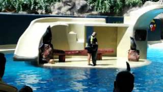 loro parque/ sea lions show