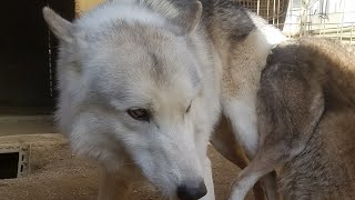 壮絶な狼犬合体の瞬間