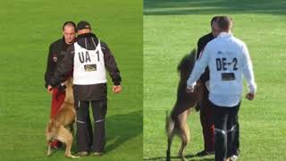 FCI 2017-Difference between Tuz iz Gratsiano and Punk vom Further Moor