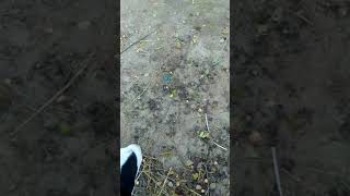 Tango Dogs mating video(16)
