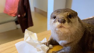 「こら！」と叱ると一時停止機能が作動するカワウソ otter whose prank of stealing tissues has been exposed