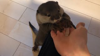 カワウソさくら 晩御飯のおかずが魚の時は必ず勘付くカワウソ otter that knows that dinner is a fish