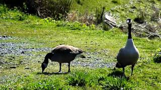 044. CANADA GOOSE / КАНАДСКАЯ КАЗАРКА В ЗАПОВЕДНИКЕ NISQUALLY - Apr 2, 2016